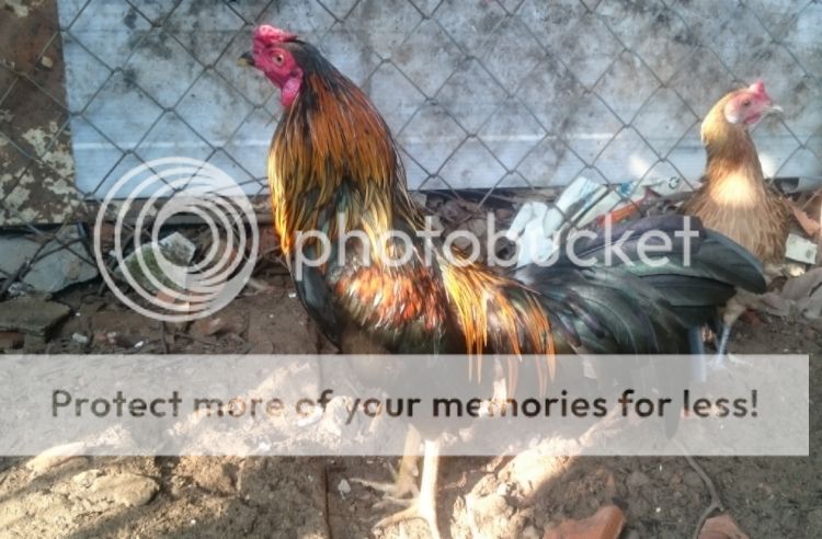 Q.12, Bán gà tre que 1,08 kg. - 2