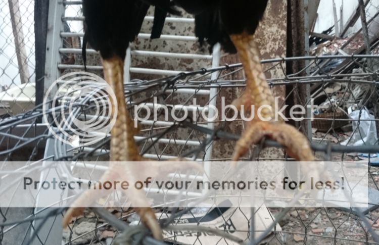 Q.12, Bán gà tre que 1,08 kg. - 1