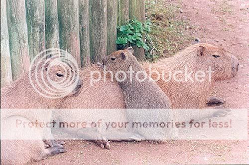 CAPYBARA3pz.jpg