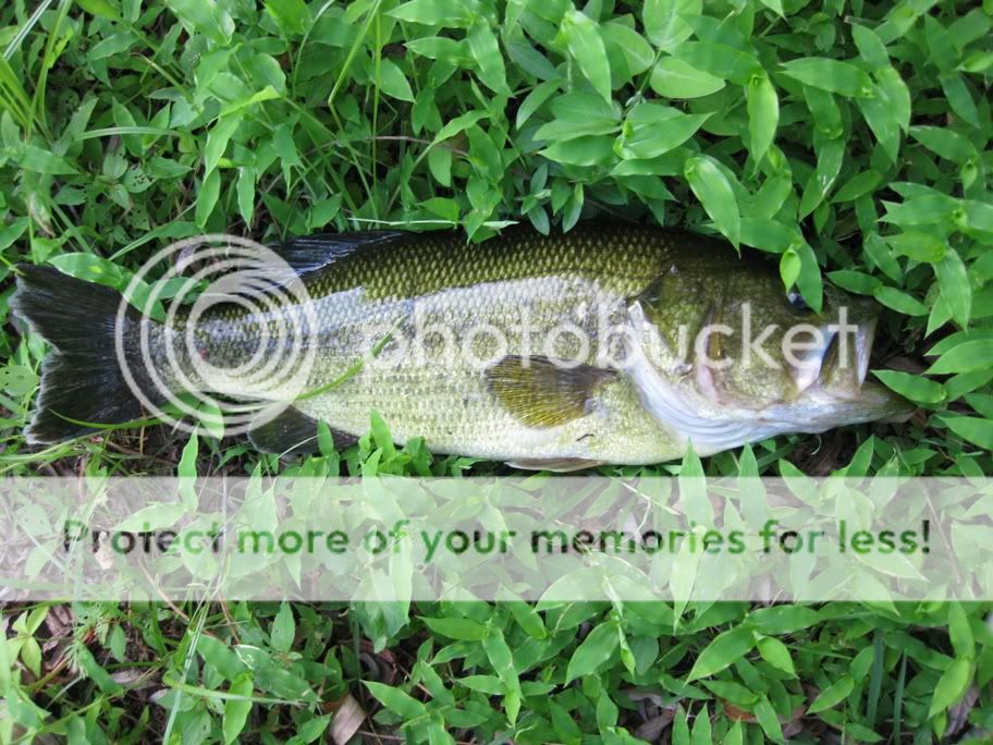 http://i325.photobucket.com/albums/k385/cozuf2001/AV_225lb_Bass_081411.jpg