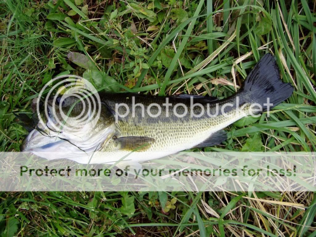 http://i325.photobucket.com/albums/k385/cozuf2001/Cedar_3lb_2oz_Bass_101809.jpg