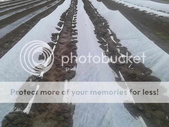 photo RowCovers4-29_zps057e8bcf.jpg