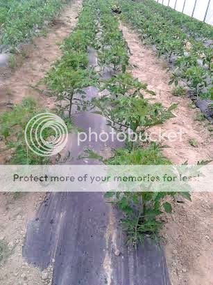 photo YellowPear4-29_zpsee5e85e0.jpg